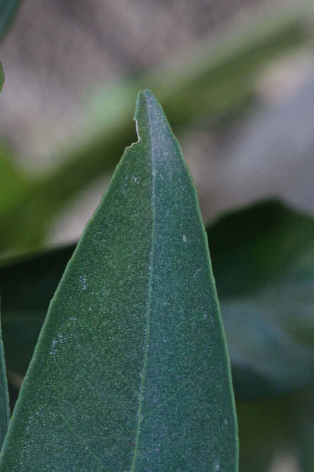              Margin (Boukhobza, Riverside, CA)       